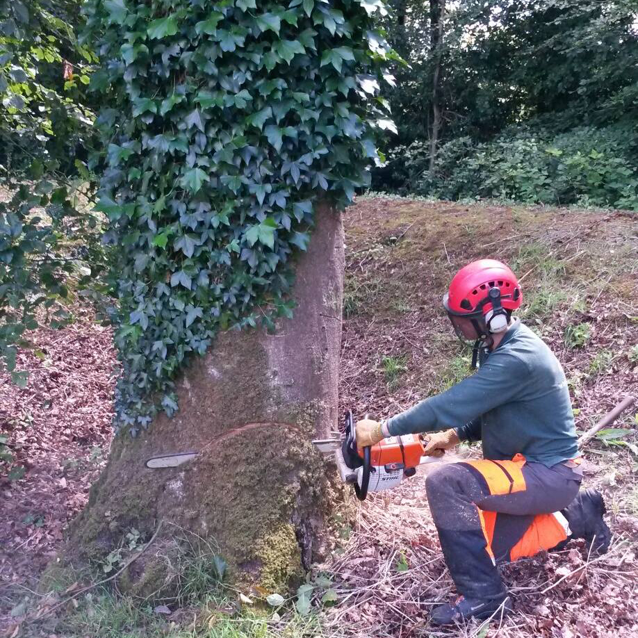 Tree Felling Safety Tony Boland APB Treecare