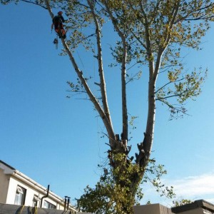 Safe Tree Surgery APB Treecare