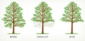 Before After Tree Crown Lift APB Treecare