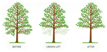 Before After Crown Lift APB Treecare