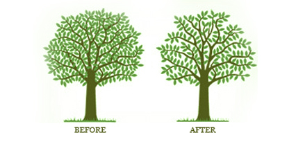 Before After Tree Surgery APB
