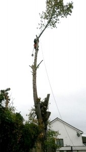 Tree Dismantling APB Treecare