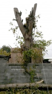 Height Reduction of Tree APB Treecare