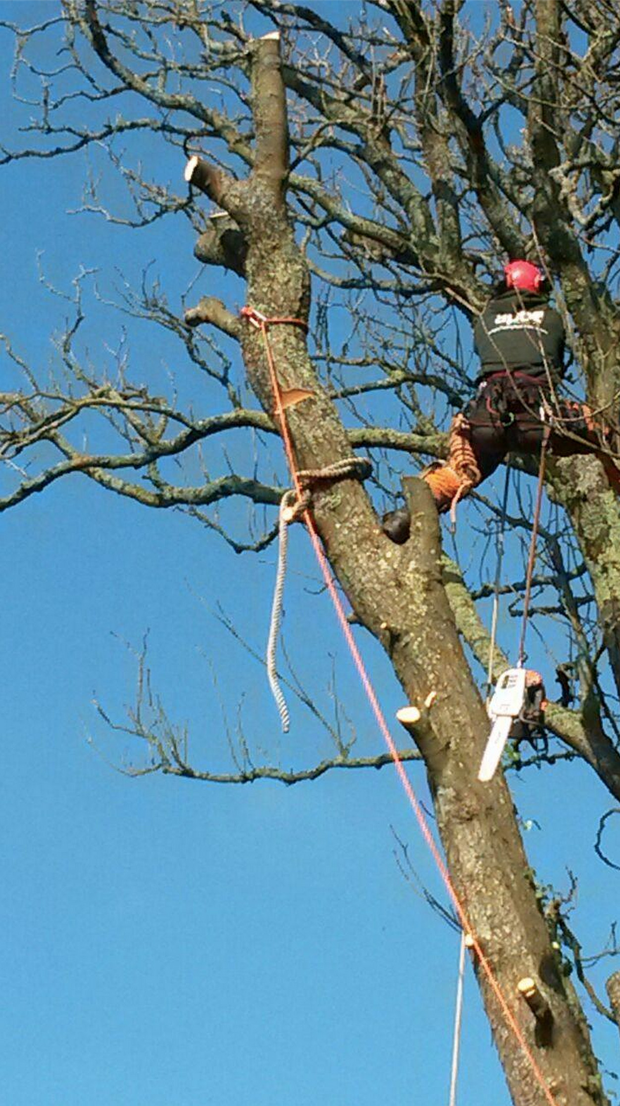 Safe Lowering of Timber Removed From Tree APB