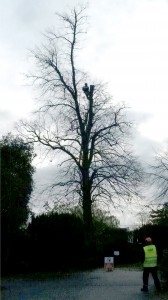 Crown Reduction APB Treecare