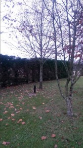 Tree Reduction APB Treecare