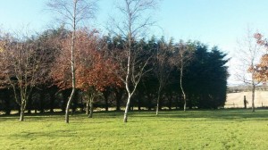 Tree Removal APB Treecare