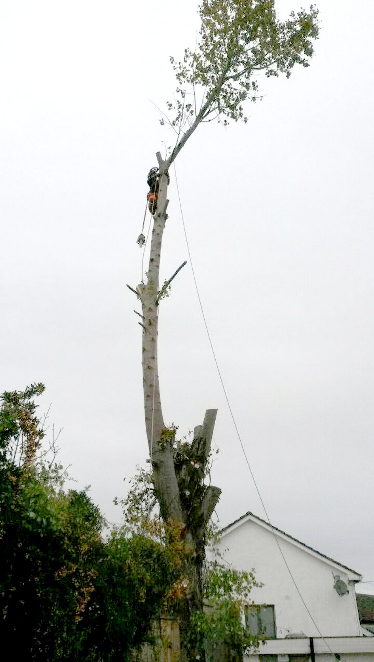 Tree Surgery APB Treecare