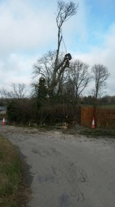Safe Tree Removal APB