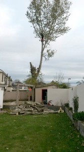 Tree Height reduction Surgery APB Treecare