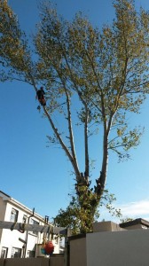 Tree Trimming APB Treecare