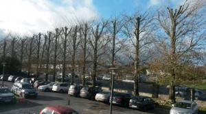 Height Reduction Row of Trees APB Treecares