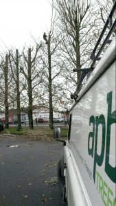 Safe Tree Reduction APB Treecare