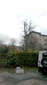 Tree Surgery APB Treecare