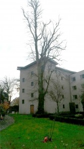 Tree Pruning APB Treecare