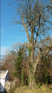 Lowering Timber from Tree APB Treecare