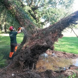 Tree Felling Safety APB Treecare