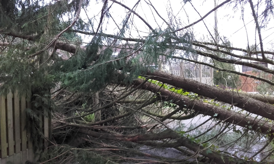 Fallen Tree, Ownership, Liability