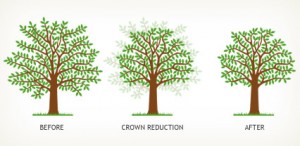 Before After Crown Reduction