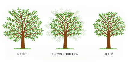 Before After Crown Reduction APB Treecare