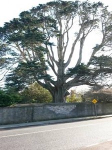 Monterey Cypress APB Treecare